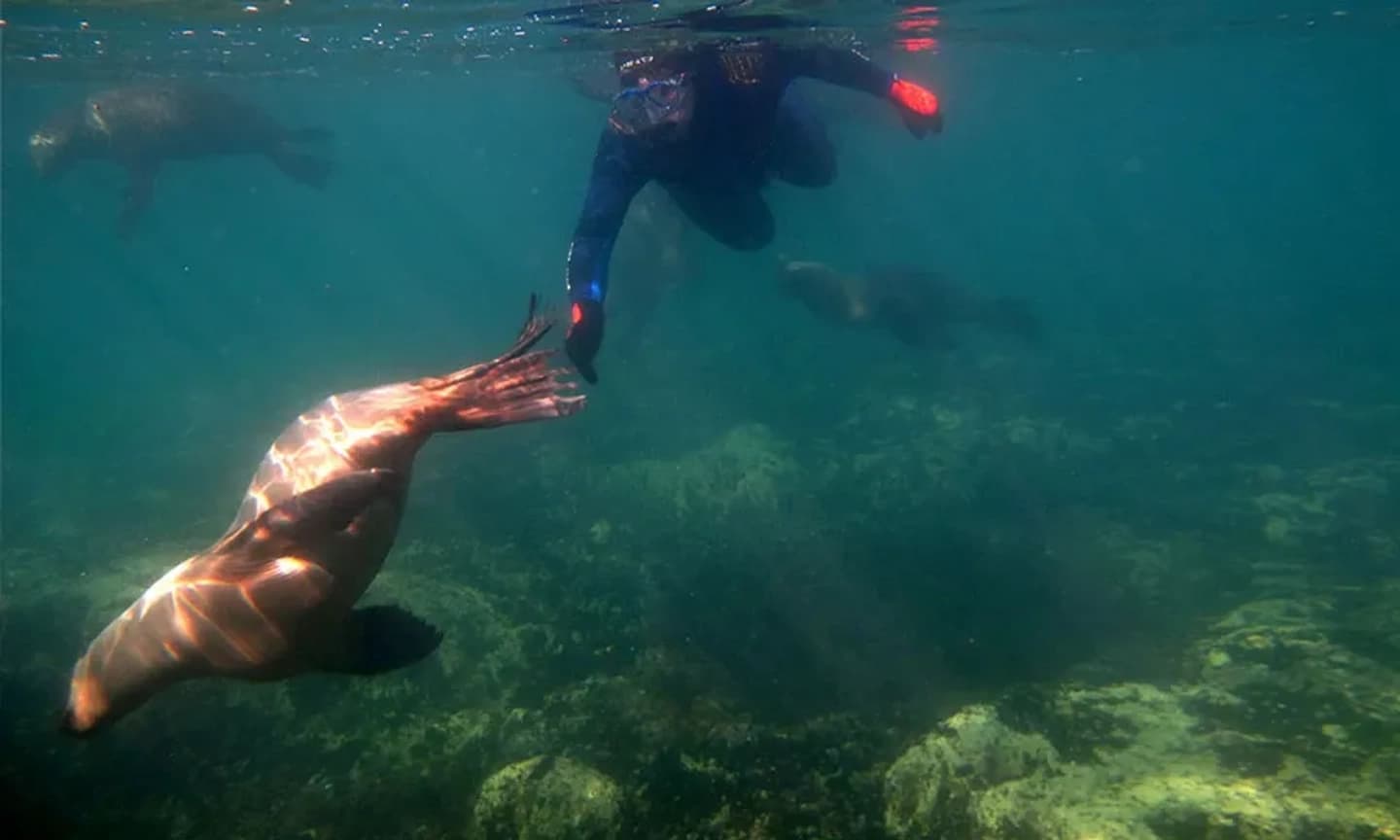 Snorkel con Lobos Marinos y Bautismo de Buceo en Puerto Madryn