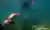 Snorkel con Lobos Marinos y Bautismo de Buceo en Puerto Madryn