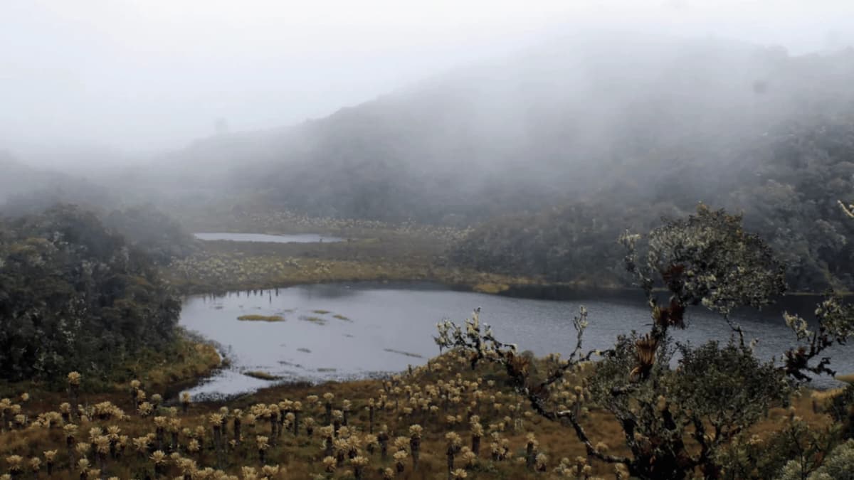Visita por 5 días los páramos y bosques de Los Andes