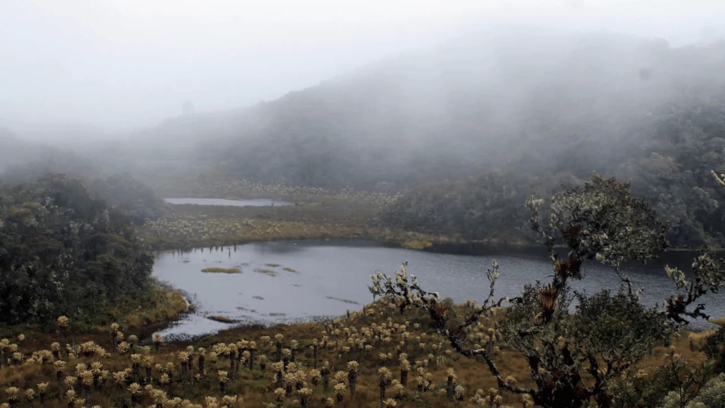 Visita por 5 días los páramos y bosques de Los Andes