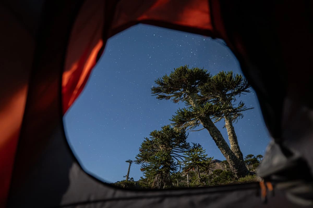 ¡Pasa la noche en un Bosque de Araucarias!