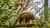 Tour al Zoológico de Curitiba con paseo a caballo