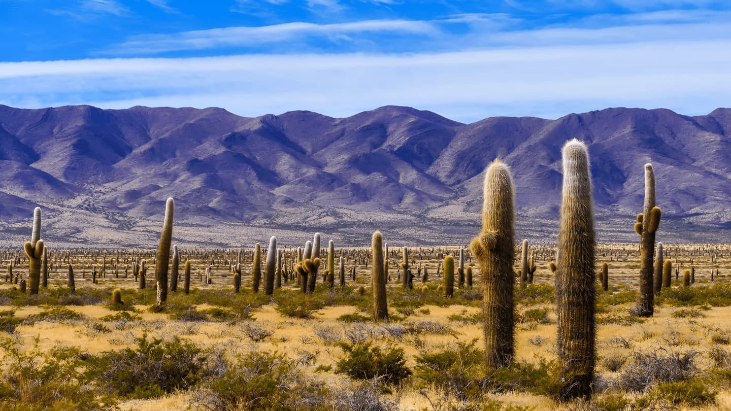 Excursión a Cachi y Parque Nacional Los Cardones