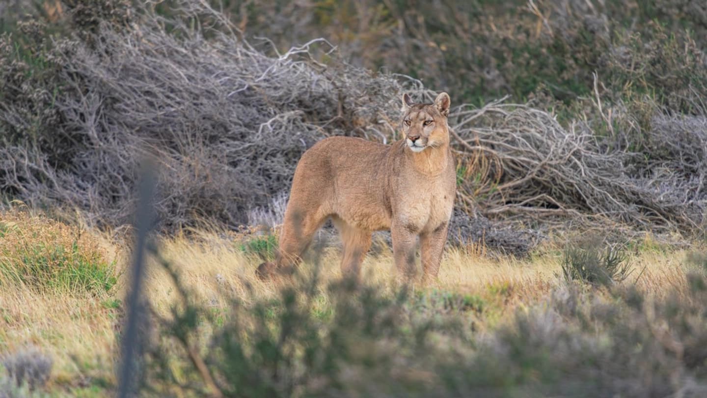 Avistamiento de Puma en Torres del Paine: Fauna Patagónica en 1 Día