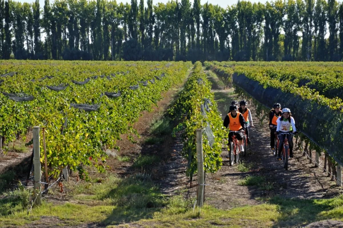 Bike Tour por Viñedos de San Rafael