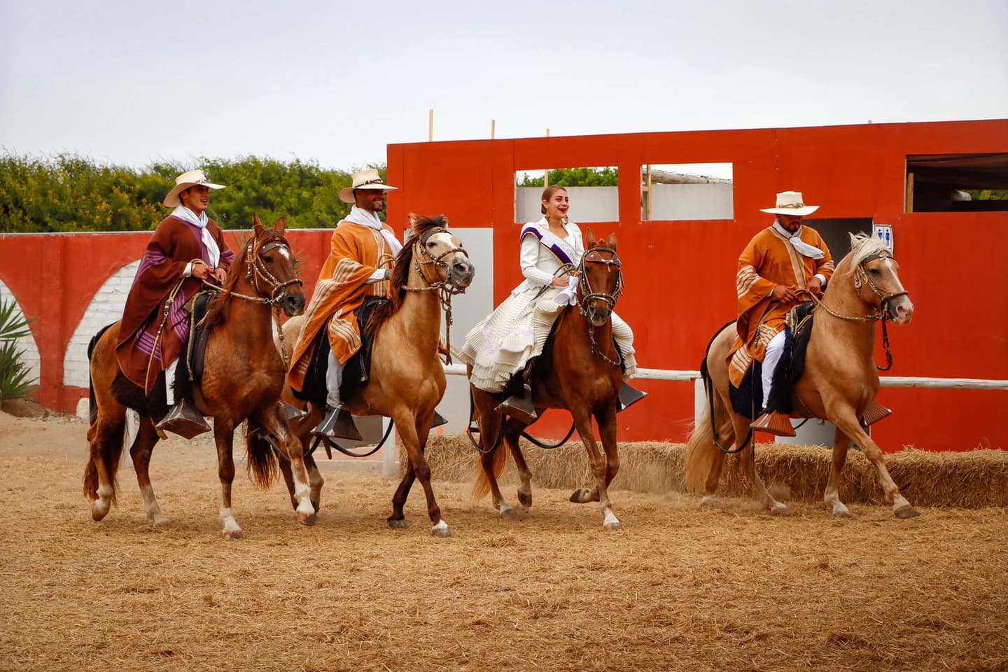 Show de Caballo Peruano de Paso y Marinera norteña en Trujillo