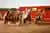 Show de Caballo Peruano de Paso y Marinera norteña en Trujillo