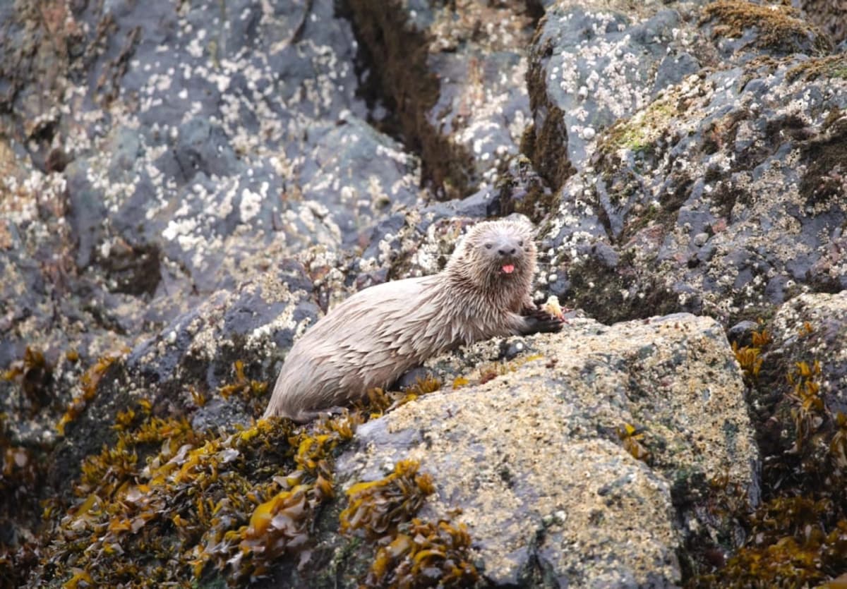 Navegación en la Reserva Piti Palena: Avistamiento de Ballenas y Fauna Marina