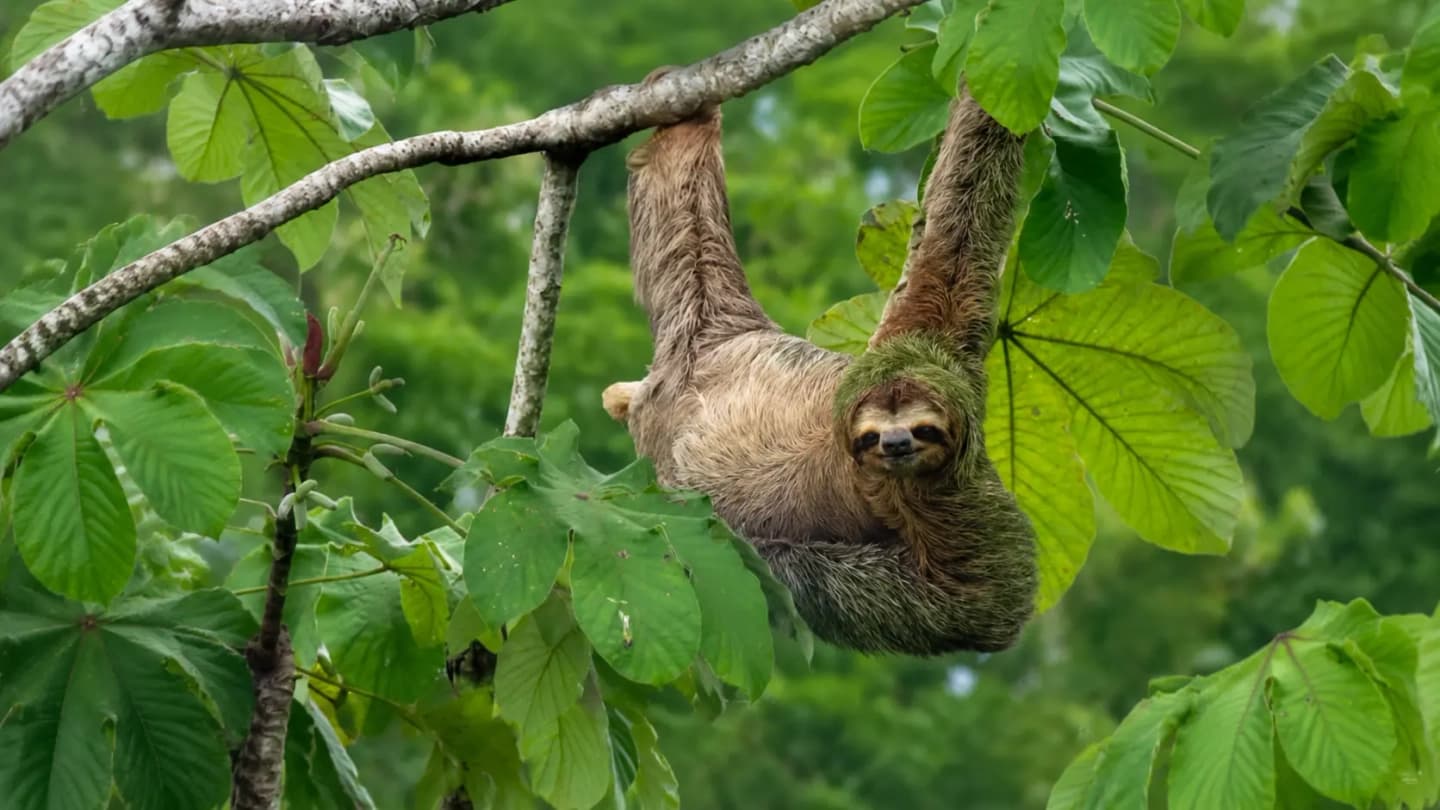 Excursión de 4 días al Amazonas con alojamiento en Eco Lodge desde Iquitos