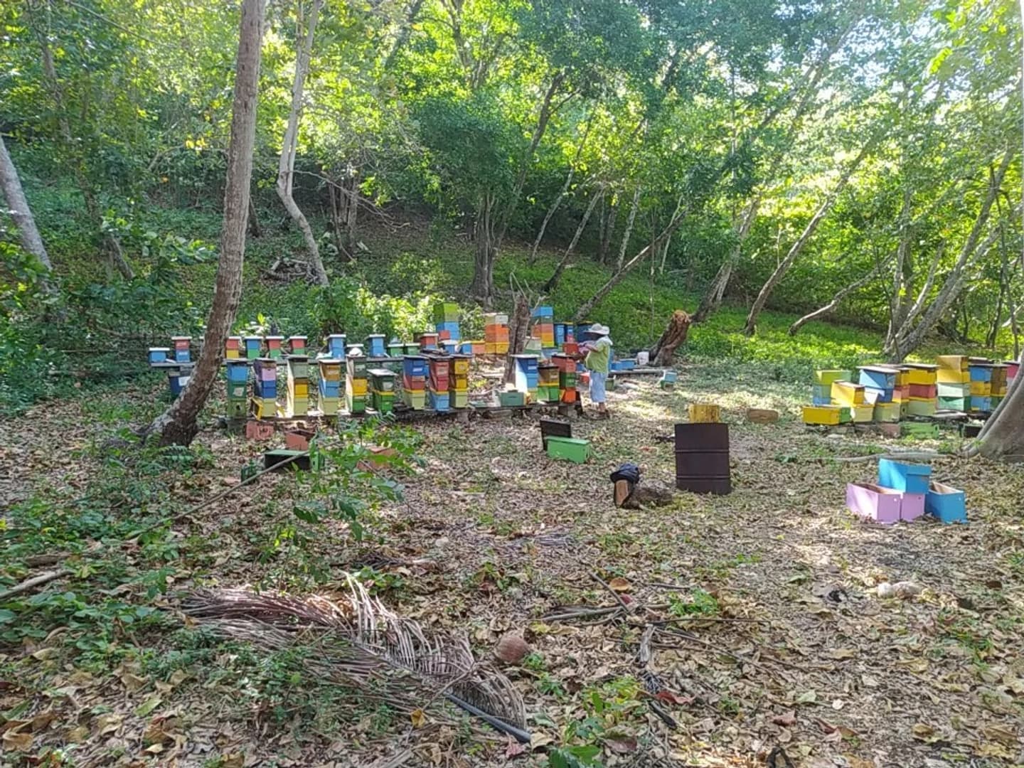 Apitourism with Didactic Hive in San Andrés Islands