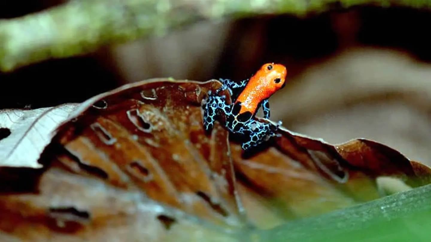 Excursión al nacimiento del río Amazonas desde Iquitos