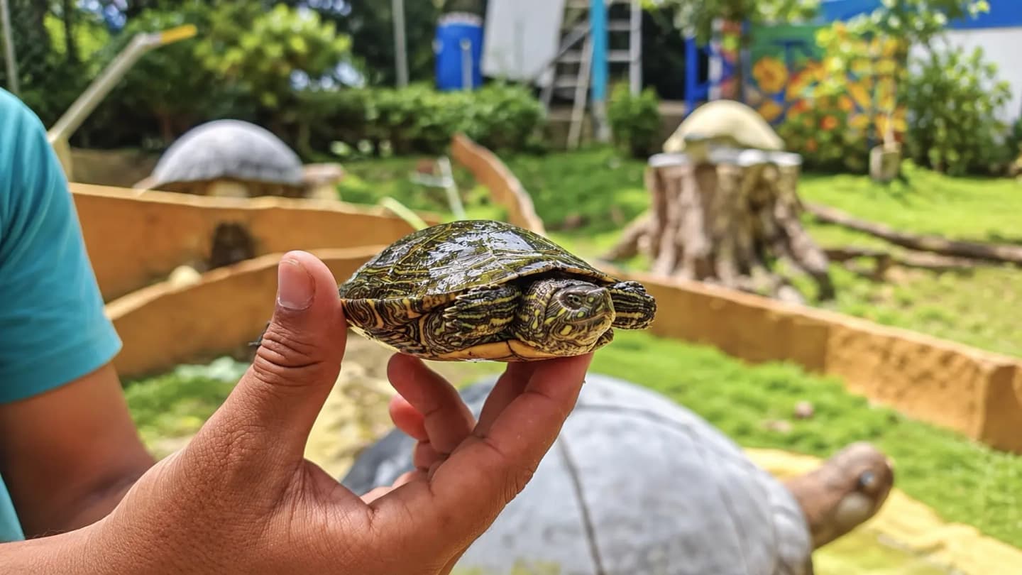 Liberación de tortugas con navegación desde Puerto Triunfo