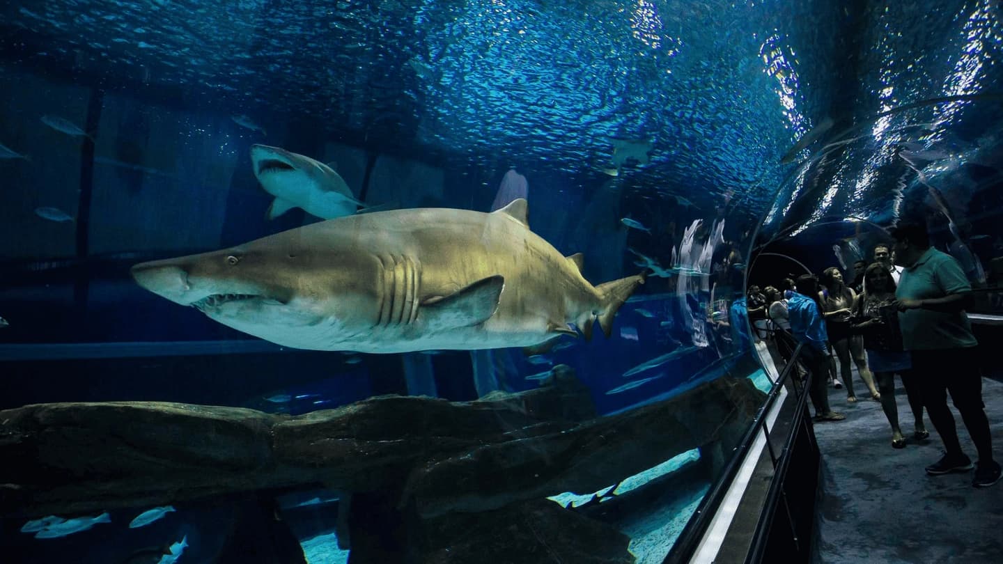 Tour al Museo del Mañana, AquaRio y Bulevar Olímpico en Río de Janeiro