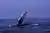 Tour de Avistamiento de Ballenas en Chañaral de Aceituno desde La Serena