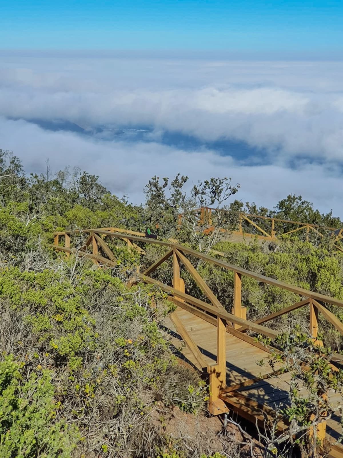 Full Day en Parque Nacional Fray Jorge y Valle del Encanto desde Ovalle