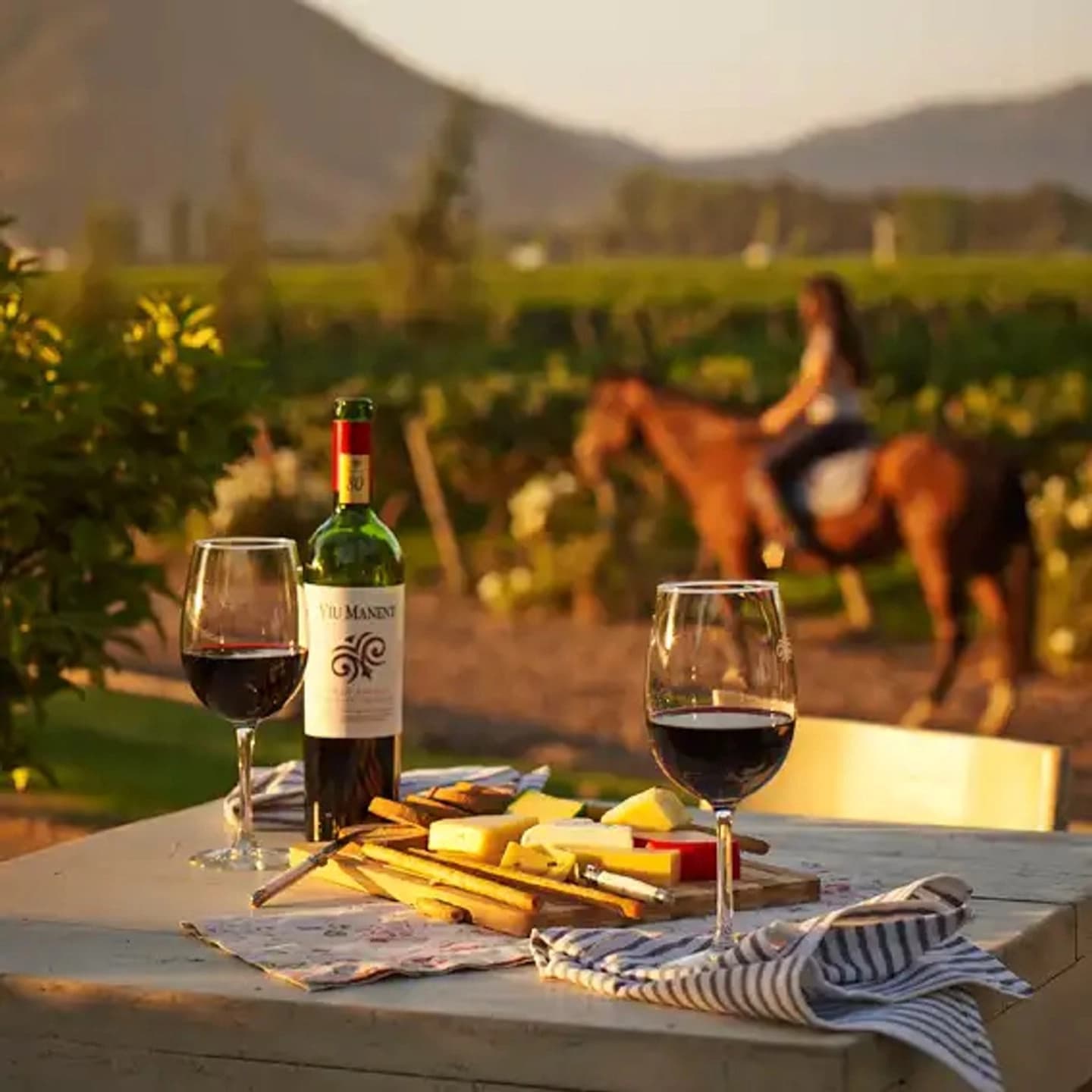 Tour al Valle de Colchagua en tu Viña favorita desde Santiago