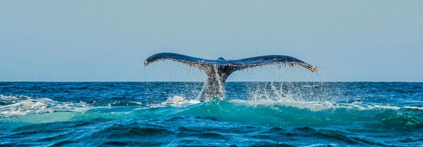 Avistamiento de Ballenas en Chañaral de Aceituno