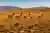 Reserva Nacional Pampa Galeras: Santuario de vicuñas y llamas desde Nazca