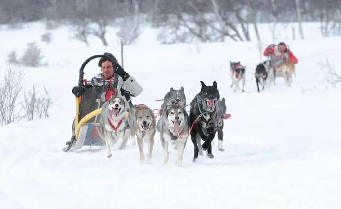Dog Sled Ride in Caviahue