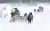 Dog Sled Ride in Caviahue