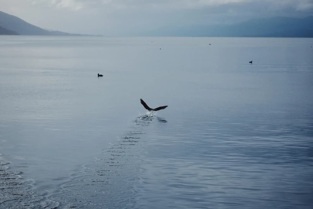 Navegación Isla Lobos, Faro y Avistaje Pingüinos