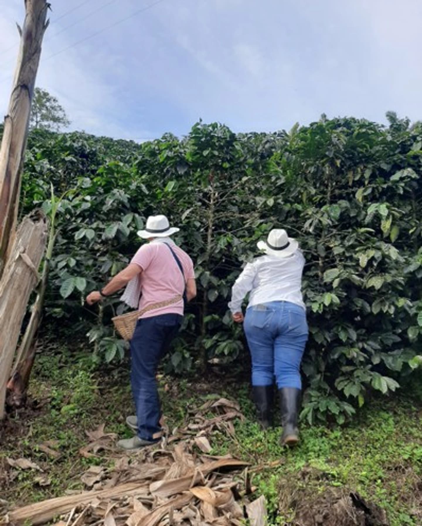 Tour de Café en Finca Cafetera Tradicional en Calarcá o Quimbaya