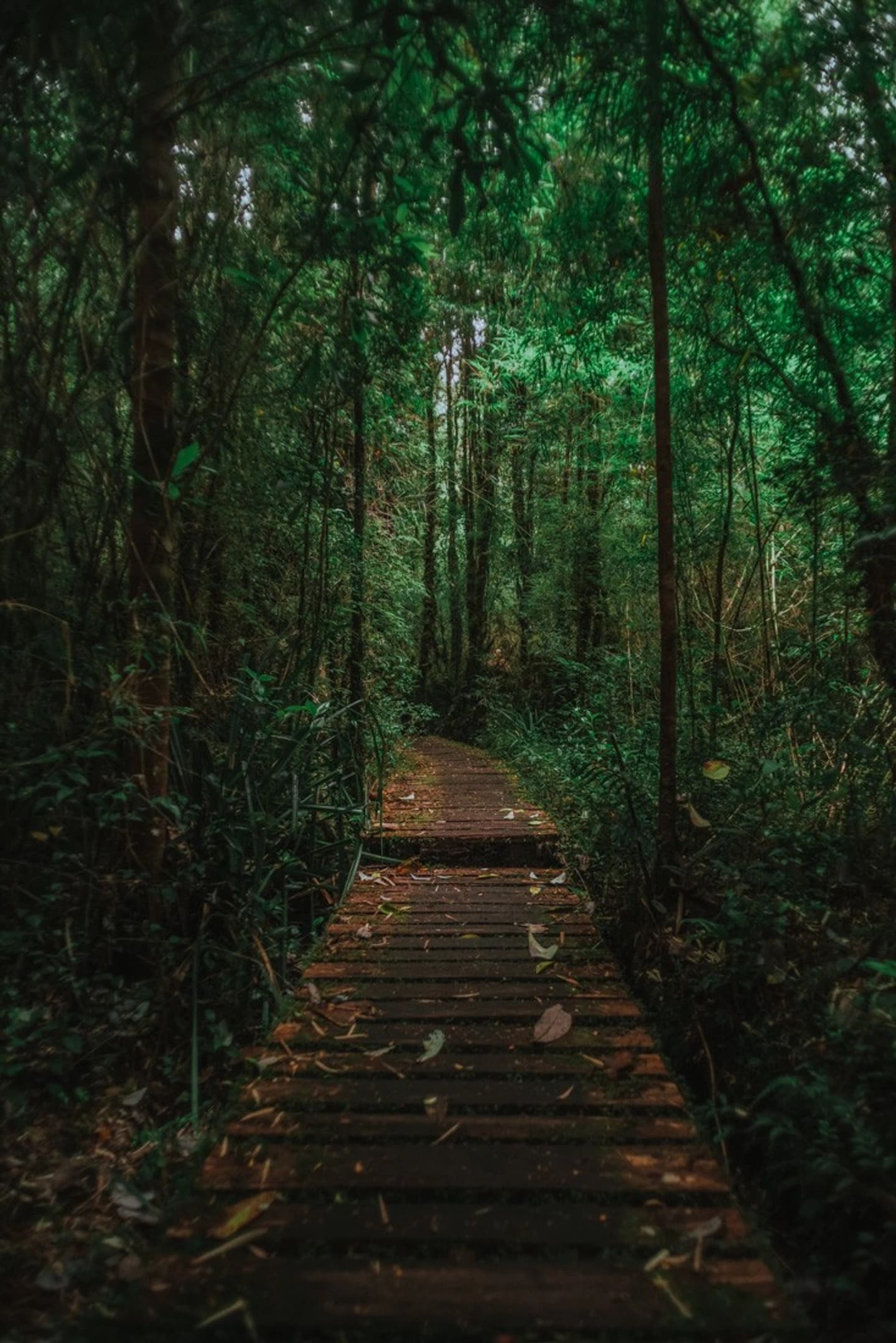 Full Day Tepuhueico Park: Forests, Waterfalls, and Wildlife in Chiloé