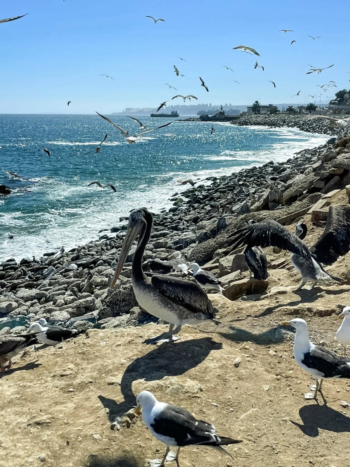 Tour por Viña del Mar y Valparaíso: Entre Playas y Cerros Icónicos