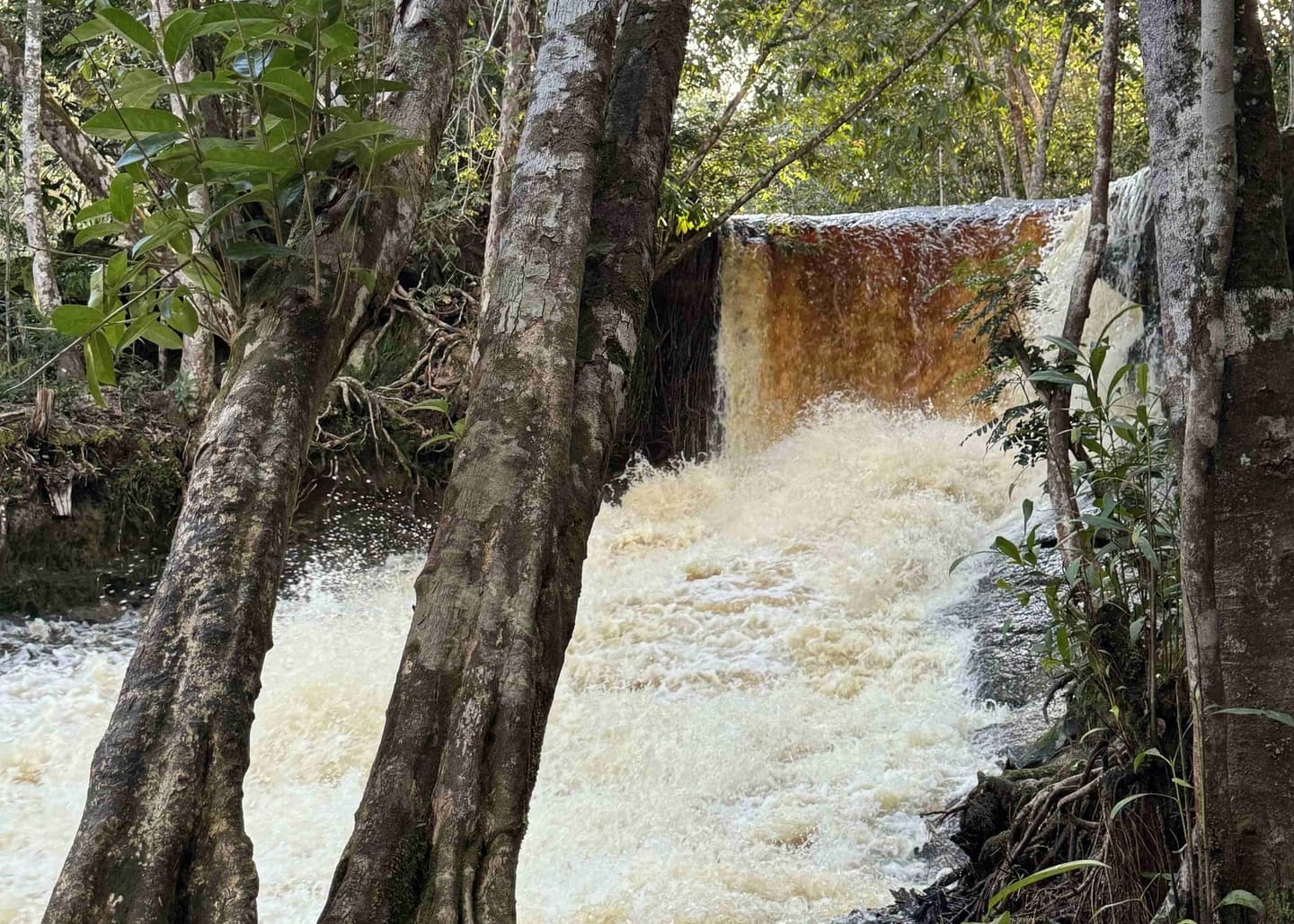 2-Day Experience in the Amazon from Manaus (August to February)
