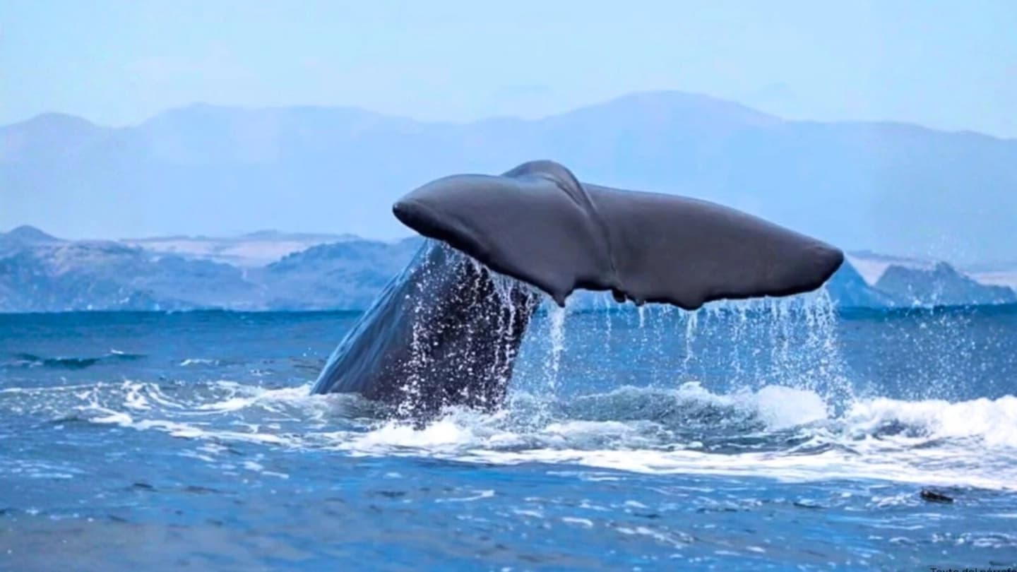Avistamiento de Ballenas en la Reserva Nacional Pingüino de Humboldt desde La Serena