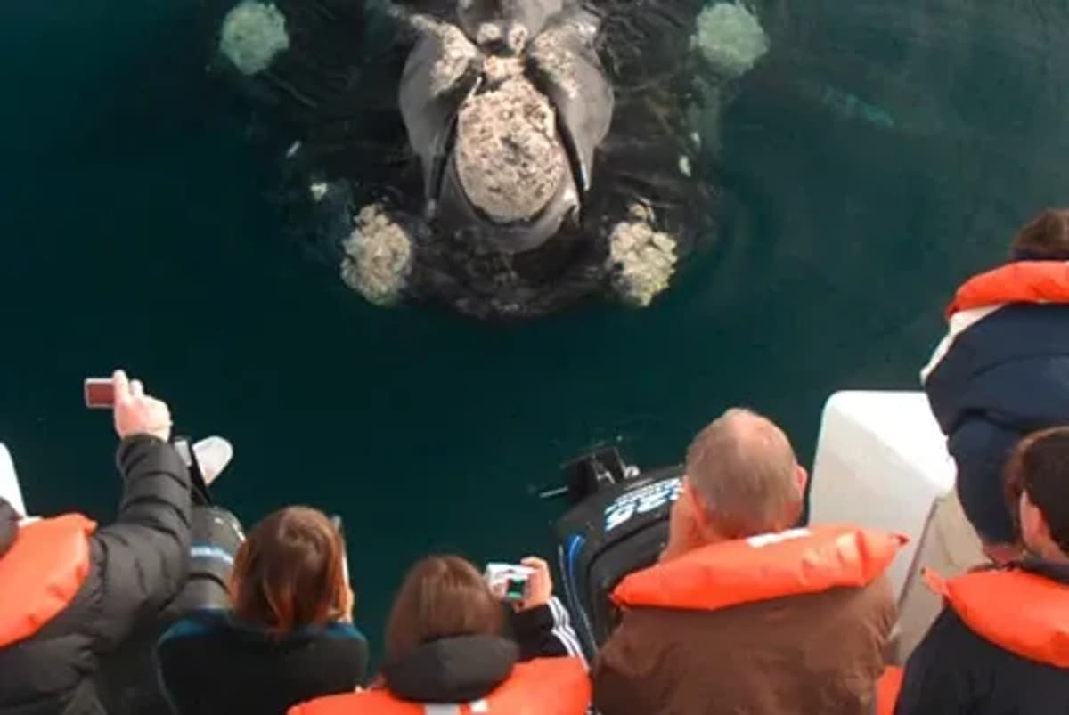 Excursión Península Valdés con Avistaje de Ballenas Embarcado