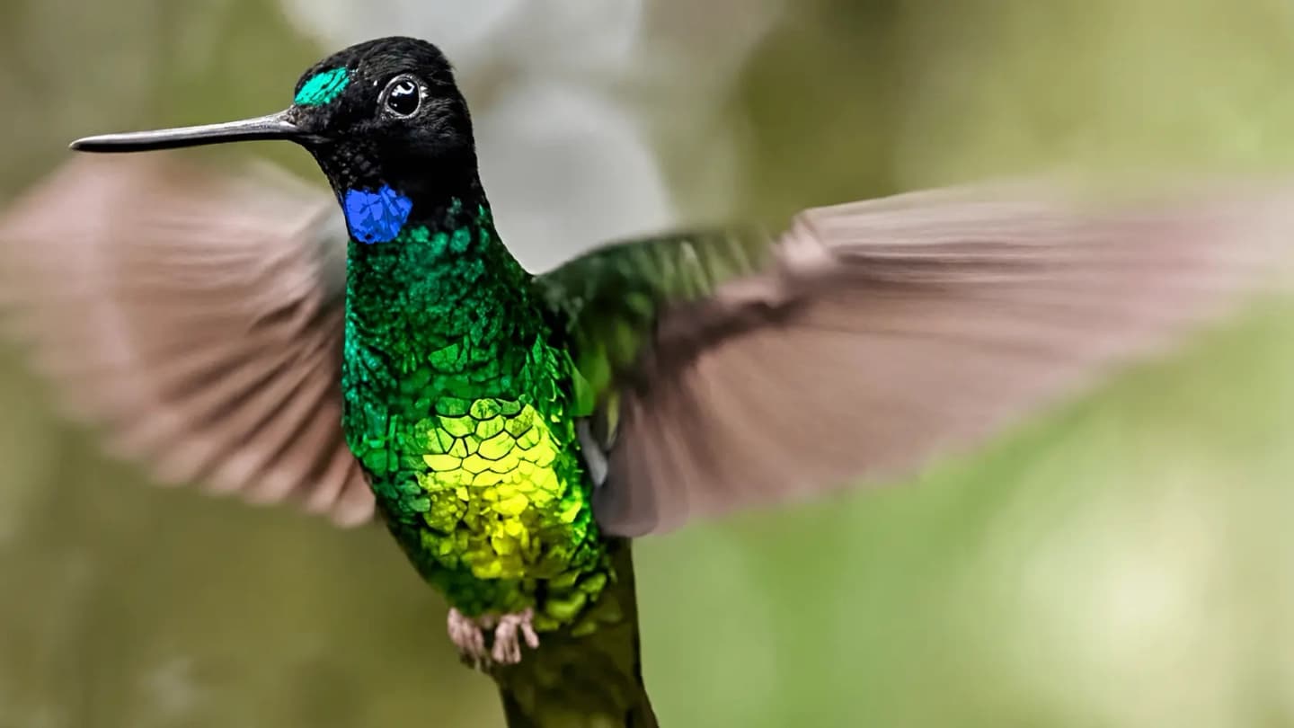 Tour de Avistamiento de aves en El Queremal desde Cali