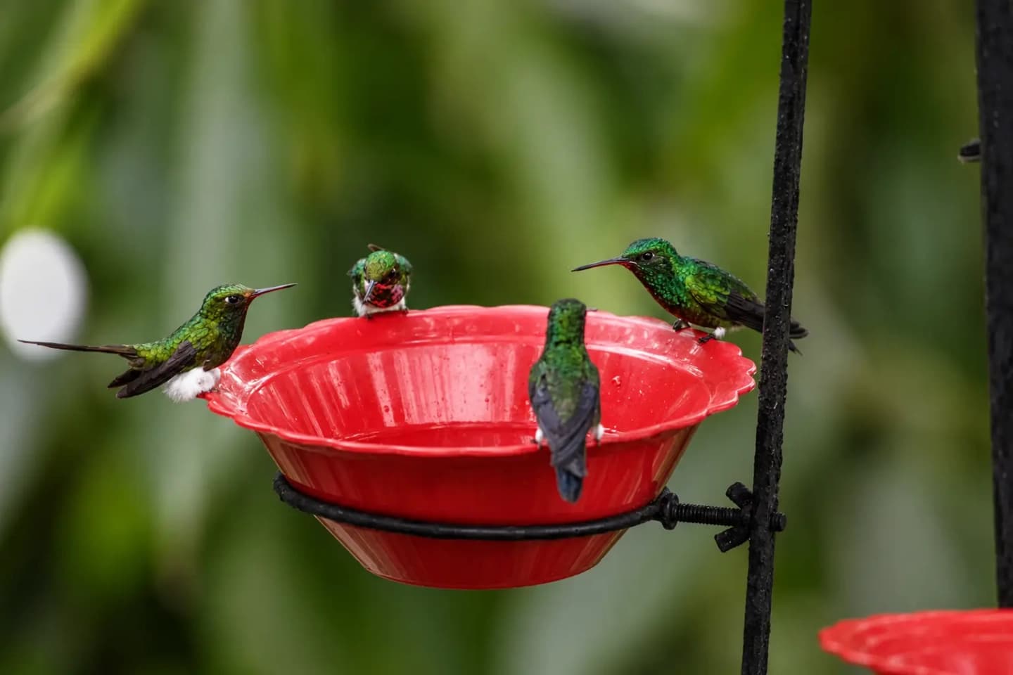 Tour al Paraíso de los Colibríes desde Cali
