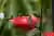 Tour al Paraíso de los Colibríes desde Cali