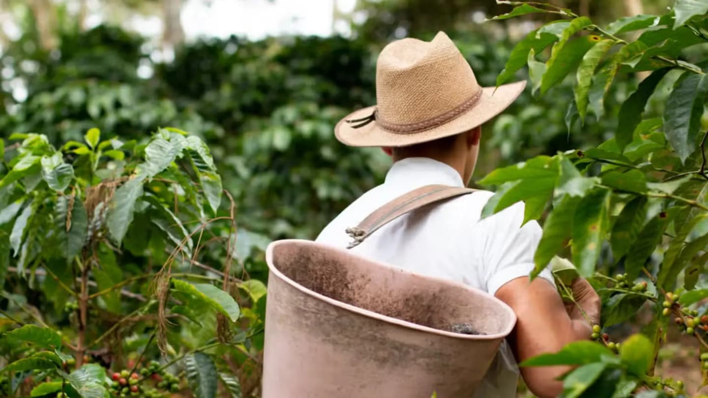 Hacienda Venecia con visita cafetera desde Manizales