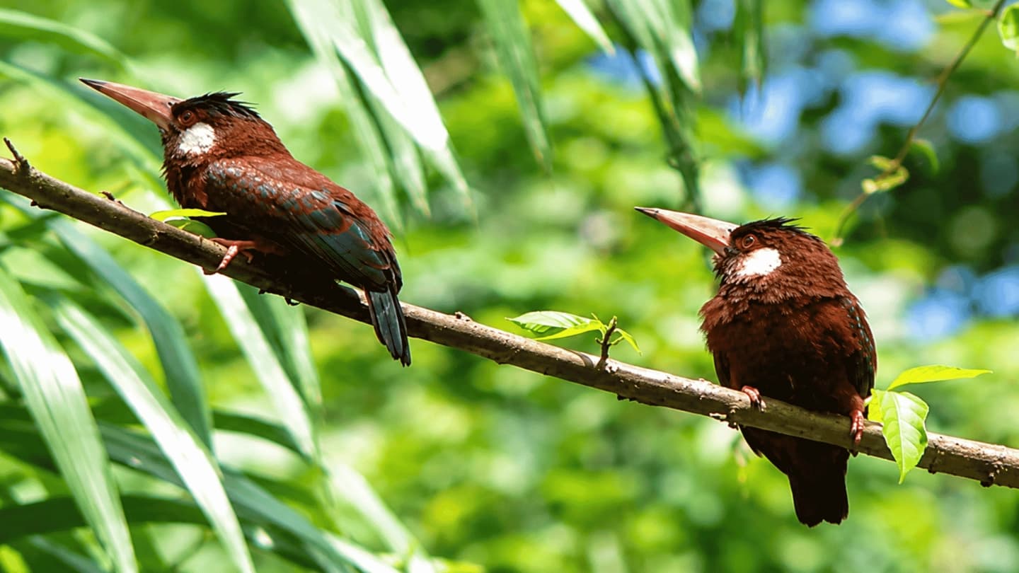 Excursión al Bosque Lluvioso con Tranvía Aéreo y Tour bote Rio Sarapiquí en Reserva Privada
