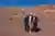 Tour Vale do Arco-Íris: Cores e Petroglifos em San Pedro de Atacama