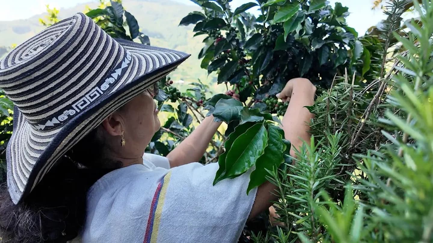 Tour del café a pie, a caballo o en carro en Jardín, Antioquia