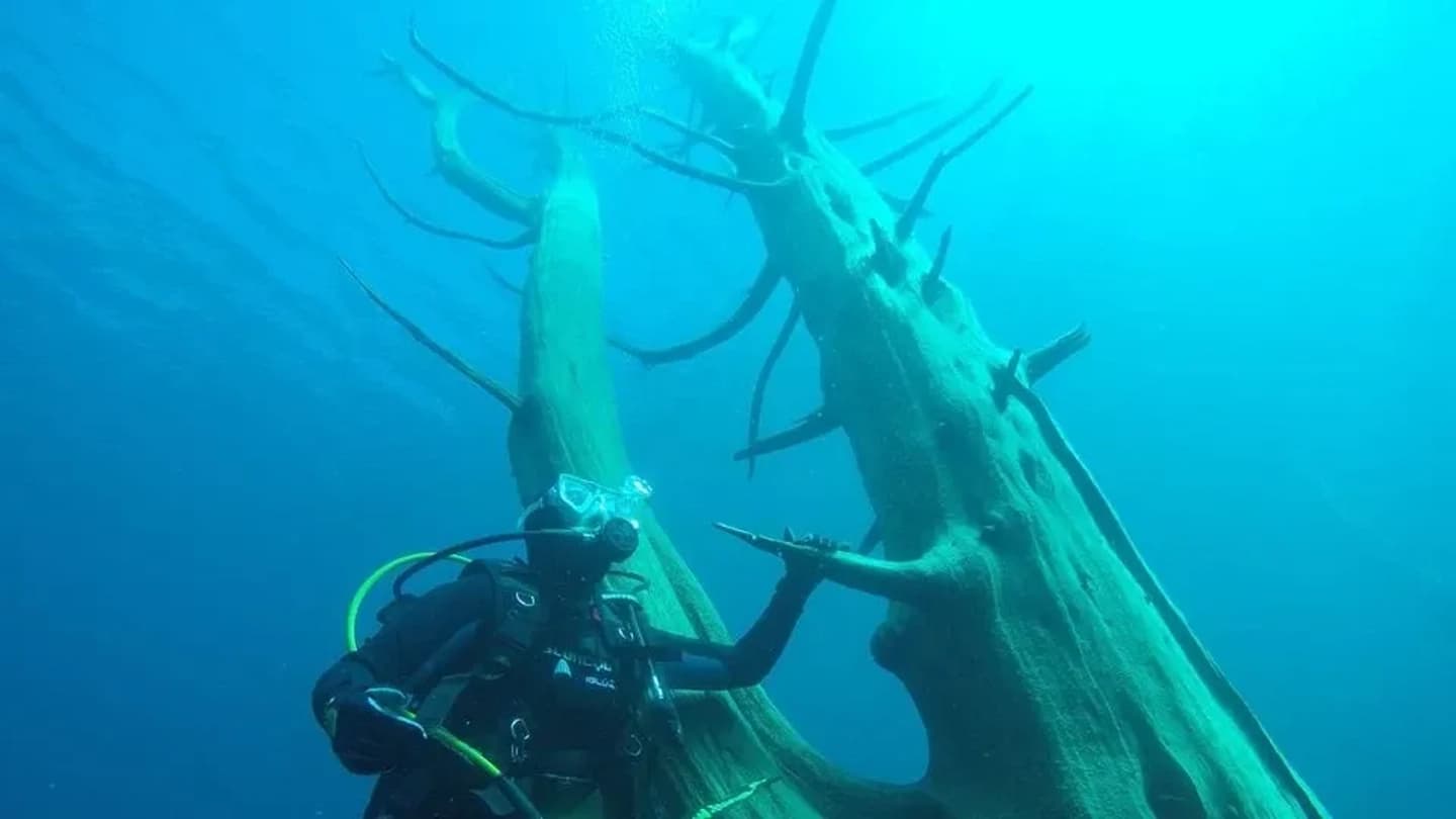 Diving in the Submerged Forest of Villa Traful